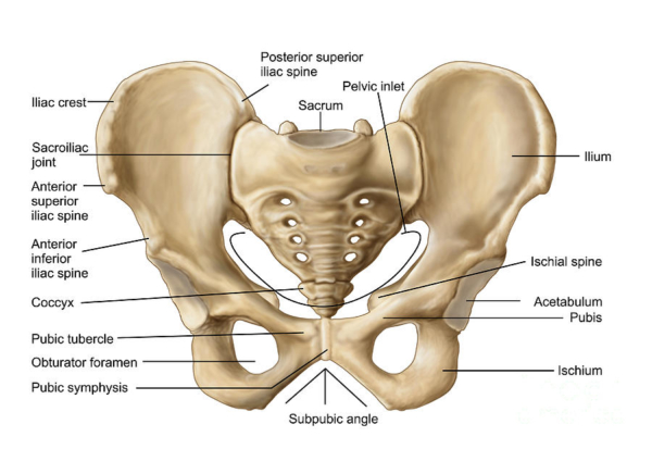 The Pelvic Girdle Massage Therapy Continuing Education
